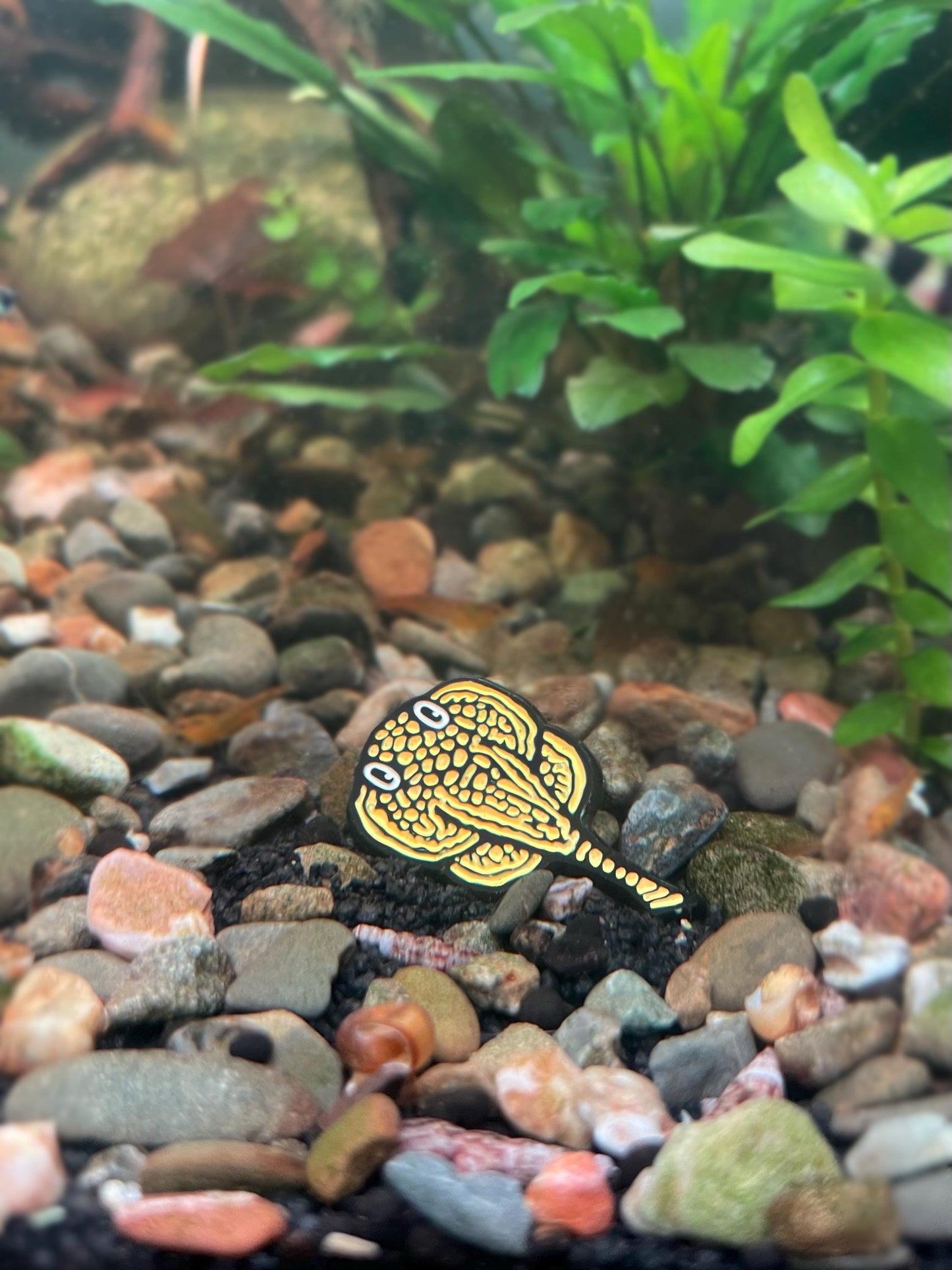 Hillstream Loach Pin