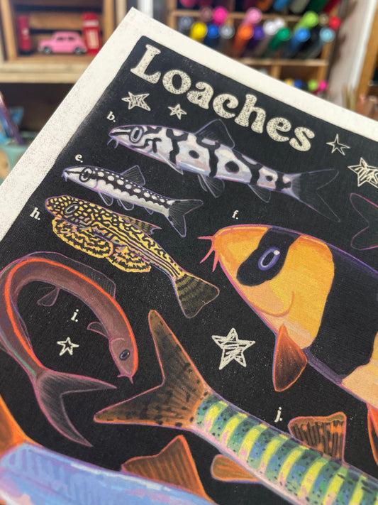 Loach Fish Poster 8.5x11
