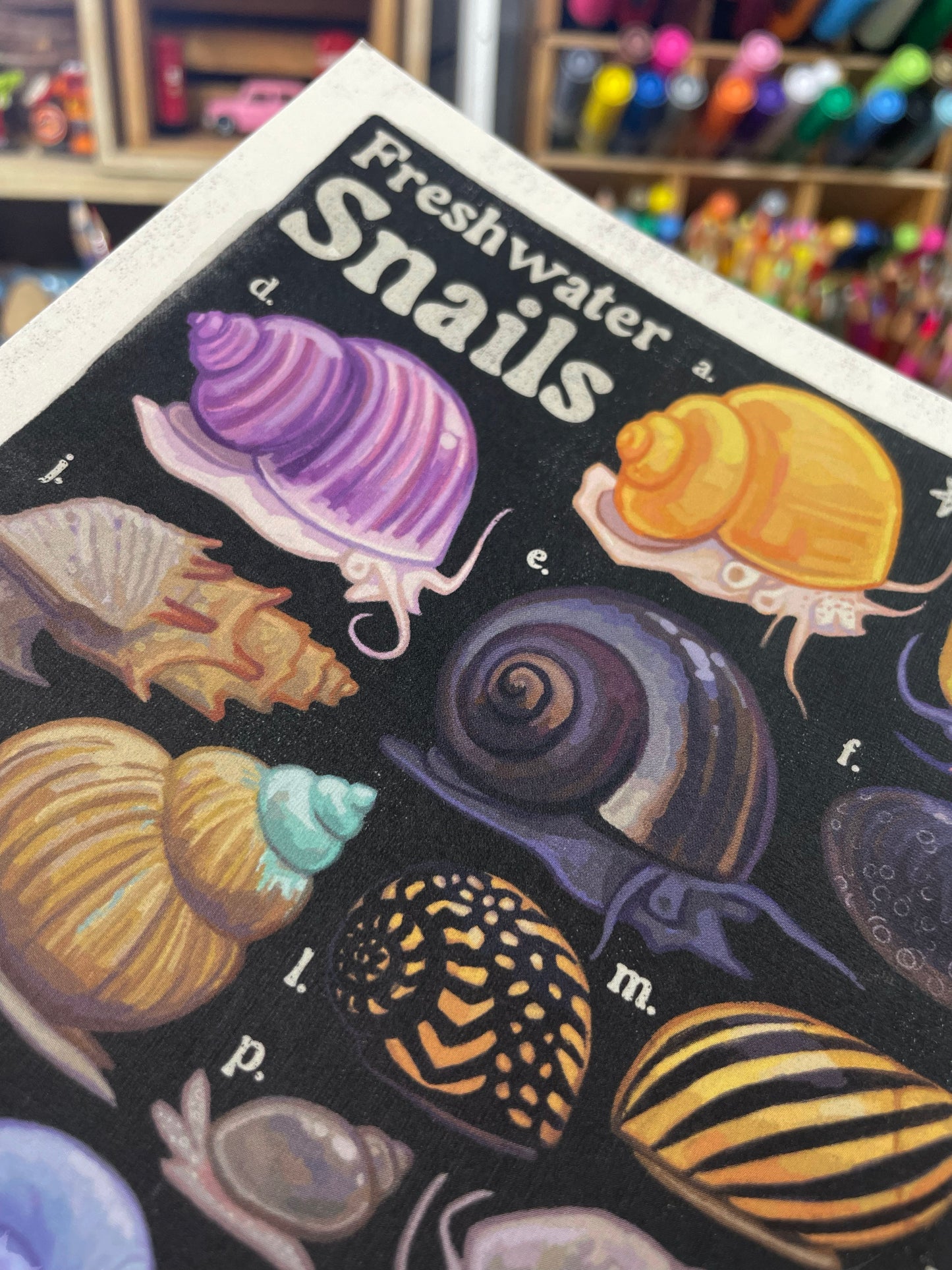 Freshwater Snails Poster 8.5x11