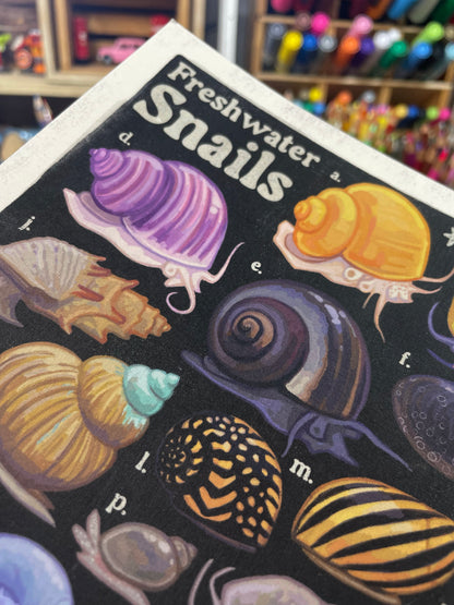 Freshwater Snails Poster 8.5x11