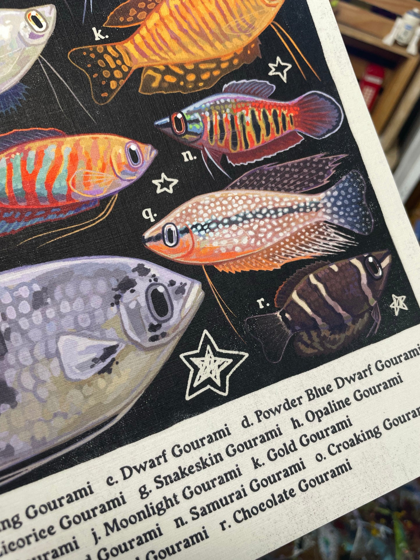 Gourami Poster 8.5x11