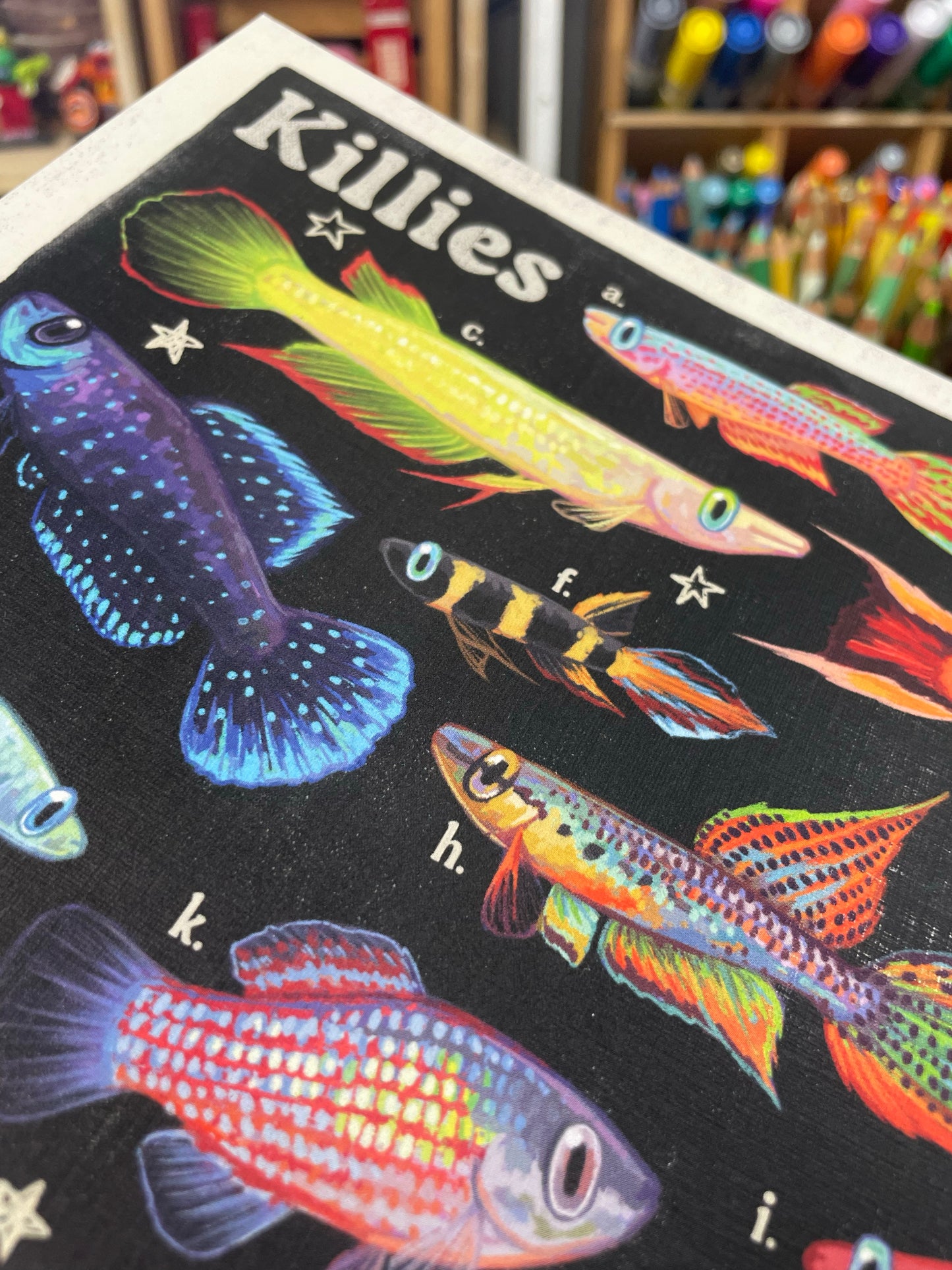 Killifish Poster 8.5x11