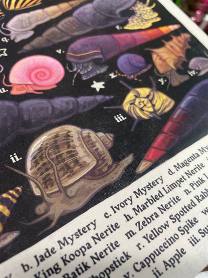Freshwater Snails Poster 8.5x11