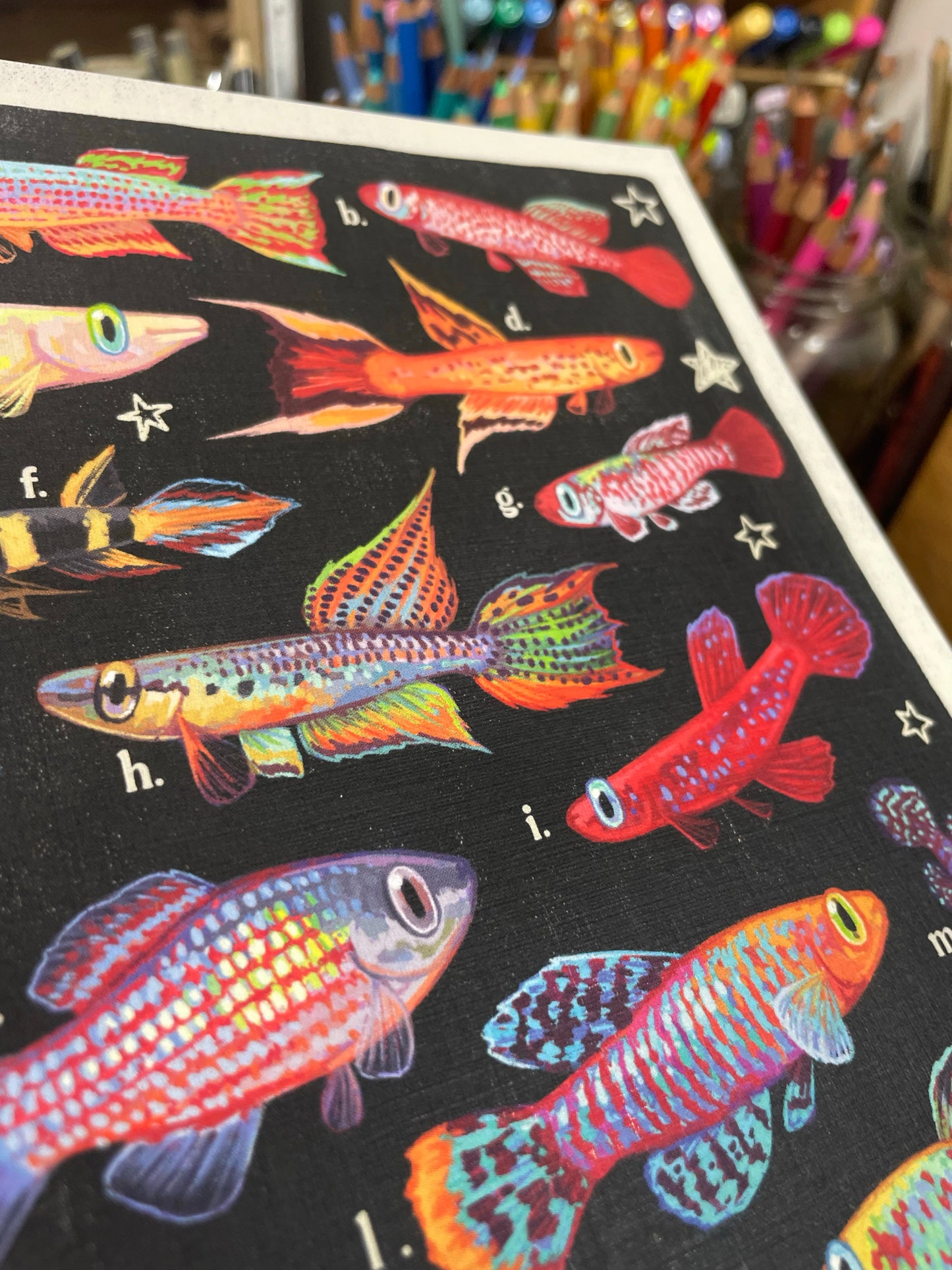 Killifish Poster 8.5x11