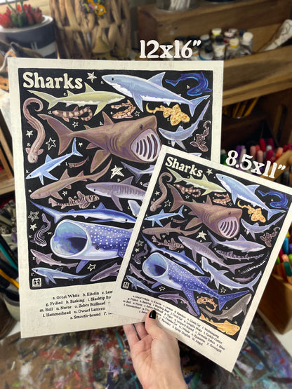 Shark ID Poster