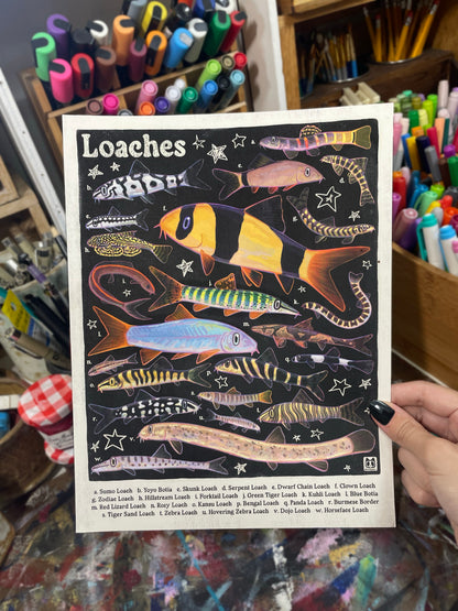 Loach Fish Poster 8.5x11