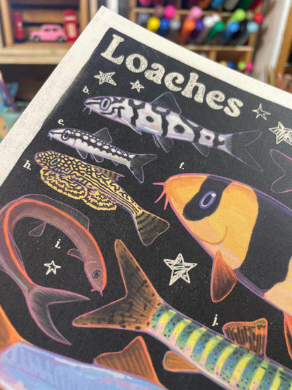 Loach Fish Poster 8.5x11
