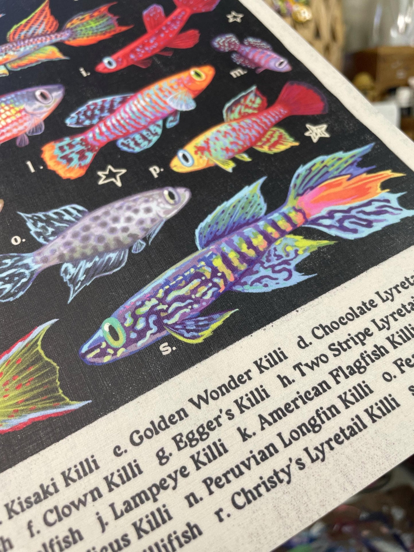 MULTI PACK Aquarium Fish Posters 8.5x11