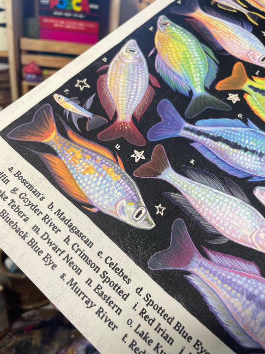 Rainbowfish Poster 8.5x11