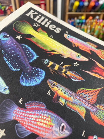 Killifish Poster 8.5x11