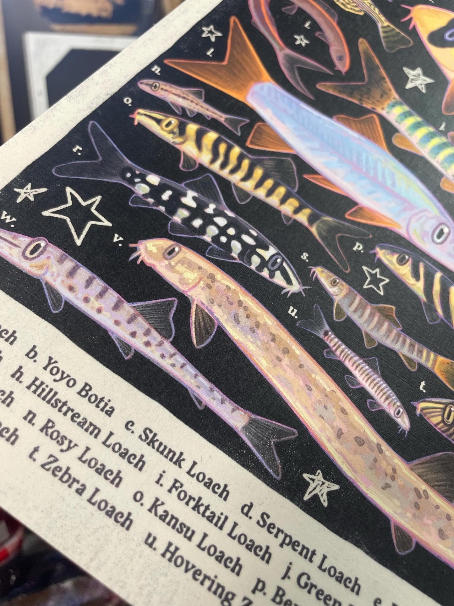 Loach Fish Poster 8.5x11