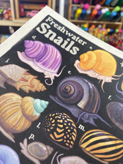Freshwater Snails Poster 8.5x11