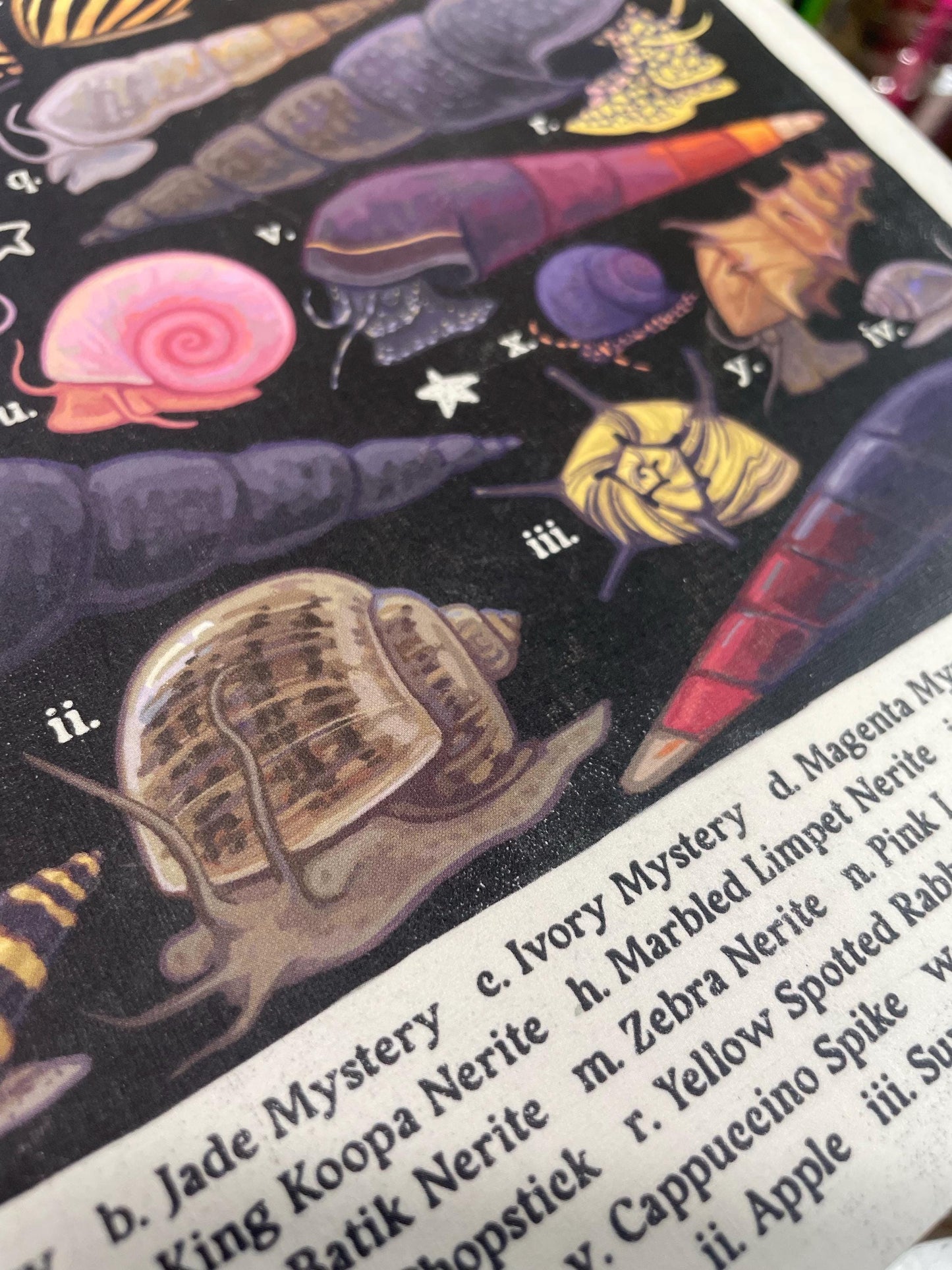 Freshwater Snails Poster 8.5x11