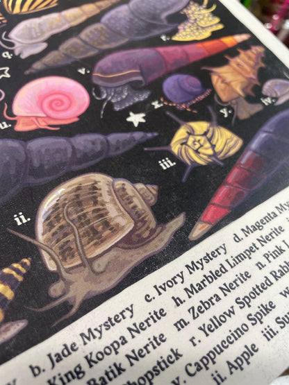 Freshwater Snails Poster 8.5x11