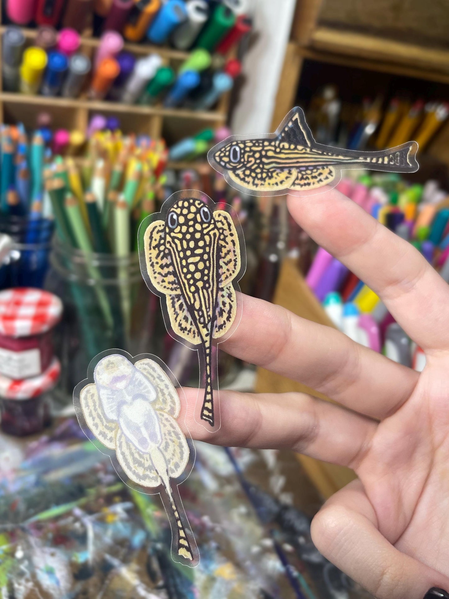 3 Clear Hillstream Loach Stickers