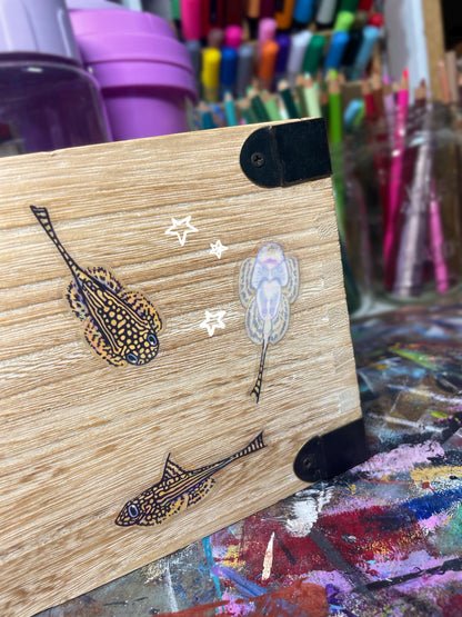 3 Clear Hillstream Loach Stickers