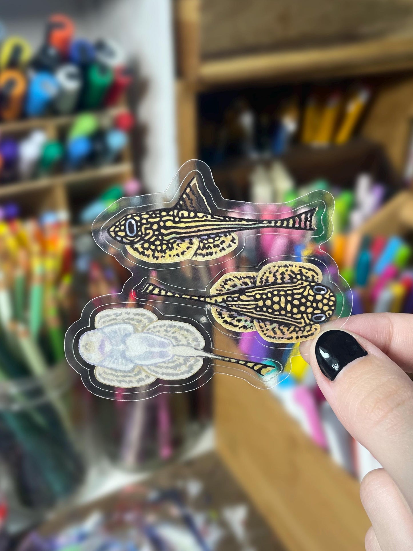 3 Clear Hillstream Loach Stickers