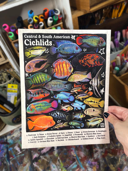 Cichlid Poster 8.5x11