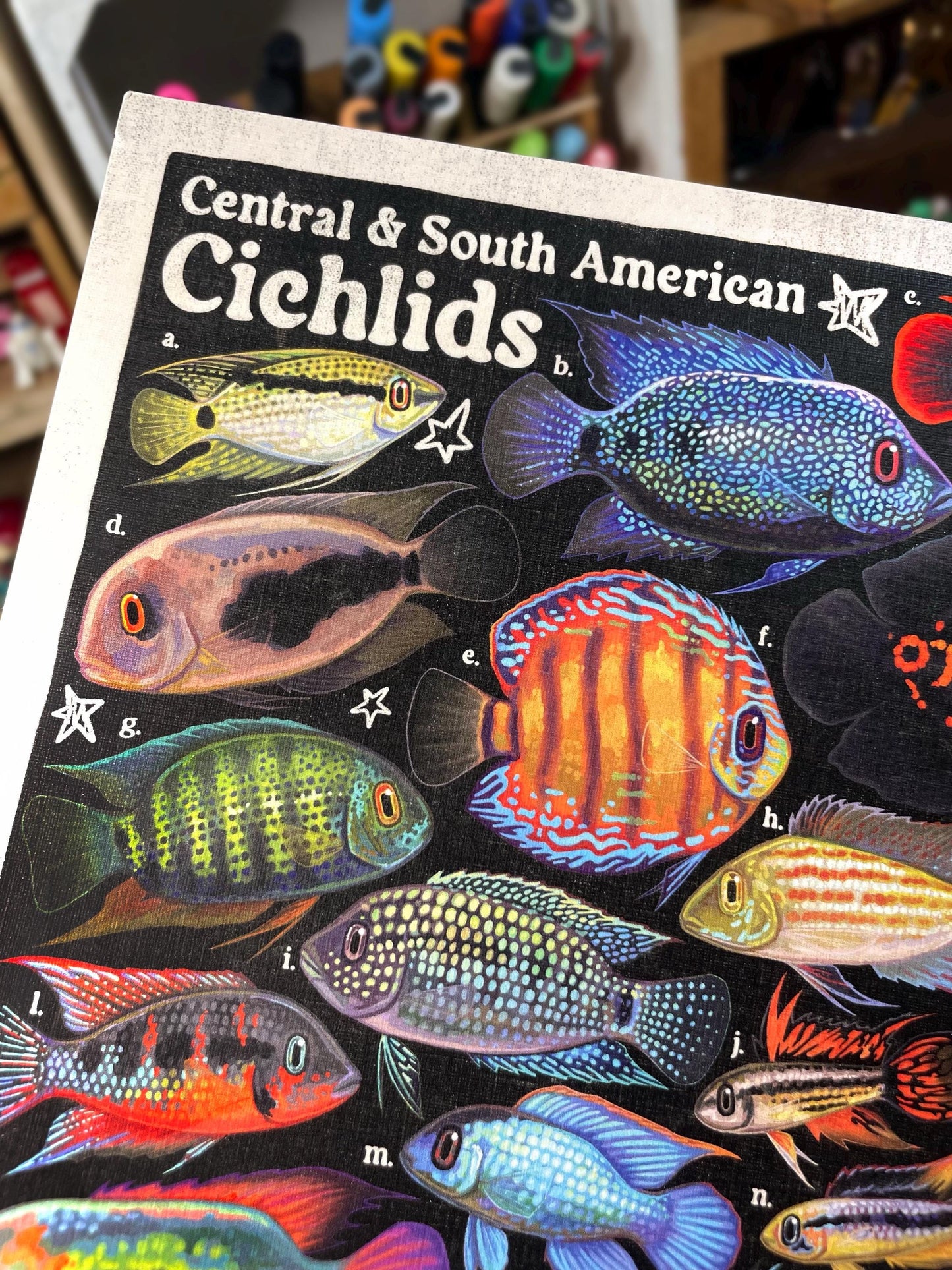 Cichlid Poster 8.5x11