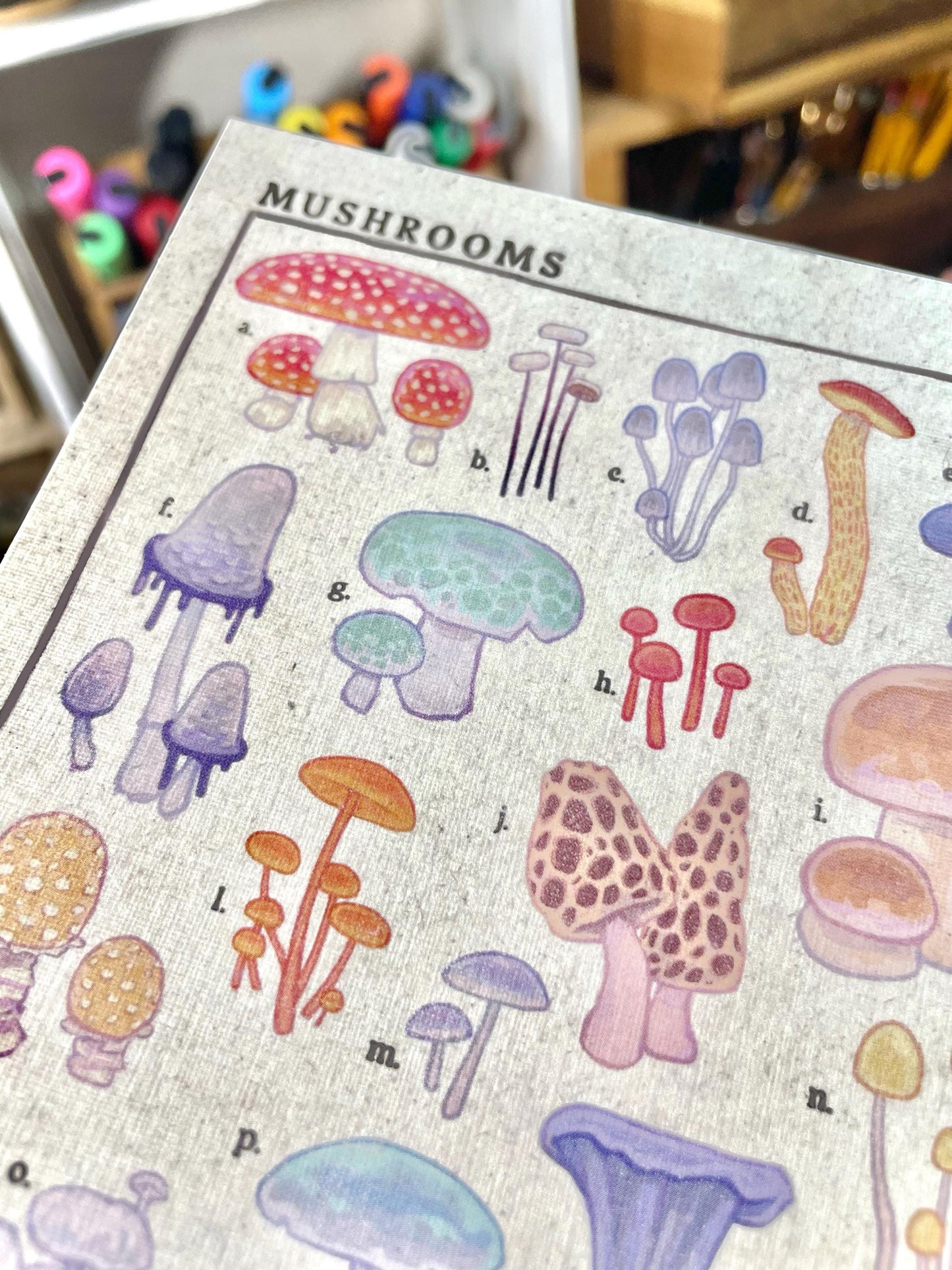 Mushroom Identification Guide