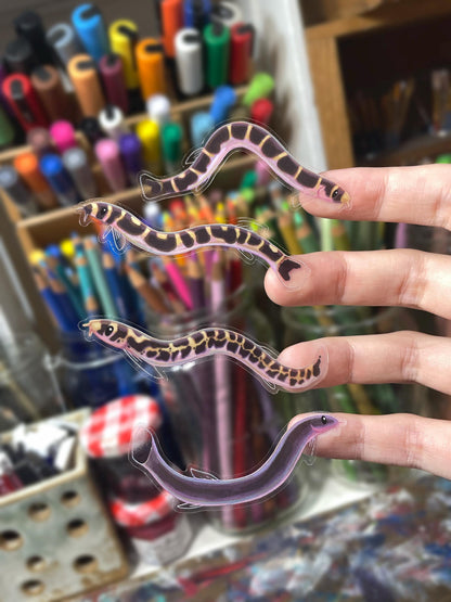 4 Clear Kuhli Loach Stickers